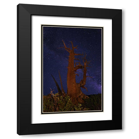 CA, White Mts A bristlecone pine and Milky Way Black Modern Wood Framed Art Print with Double Matting by Flaherty, Dennis