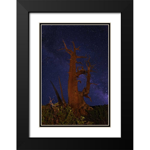 CA, White Mts A bristlecone pine and Milky Way Black Modern Wood Framed Art Print with Double Matting by Flaherty, Dennis