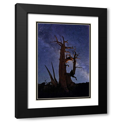 CA, White Mts A bristlecone pine and Milky Way Black Modern Wood Framed Art Print with Double Matting by Flaherty, Dennis