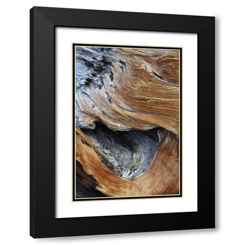 CA, White Mts Trunk of a bristlecone pine tree Black Modern Wood Framed Art Print with Double Matting by Flaherty, Dennis