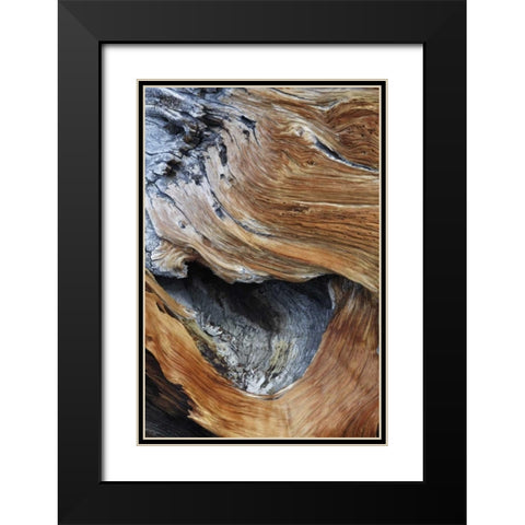 CA, White Mts Trunk of a bristlecone pine tree Black Modern Wood Framed Art Print with Double Matting by Flaherty, Dennis