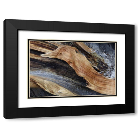 CA, White Mts Trunk of a bristlecone pine tree Black Modern Wood Framed Art Print with Double Matting by Flaherty, Dennis