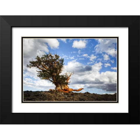 CA, White Mts Ancient bristlecone pine tree Black Modern Wood Framed Art Print with Double Matting by Flaherty, Dennis