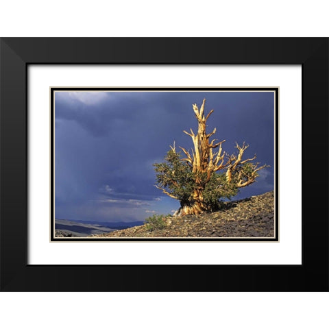 California, White Mts Bristlecone pine tree Black Modern Wood Framed Art Print with Double Matting by Flaherty, Dennis