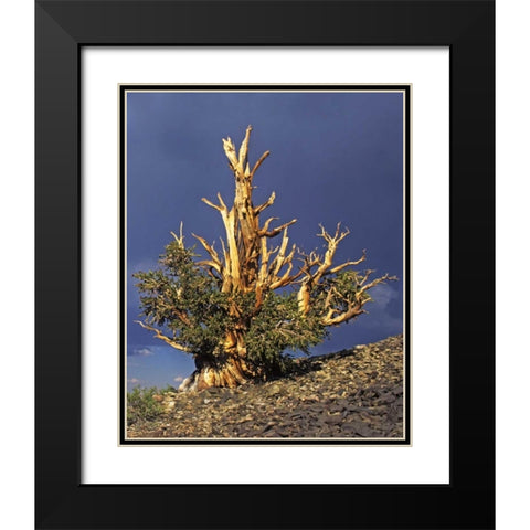California, White Mts Bristlecone pine tree Black Modern Wood Framed Art Print with Double Matting by Flaherty, Dennis