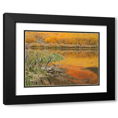 CA, Autumn reflect in North Lake near Bishop Black Modern Wood Framed Art Print with Double Matting by Flaherty, Dennis