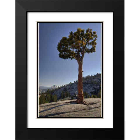 CA, Yosemite Solitary tree grows from rock Black Modern Wood Framed Art Print with Double Matting by Flaherty, Dennis