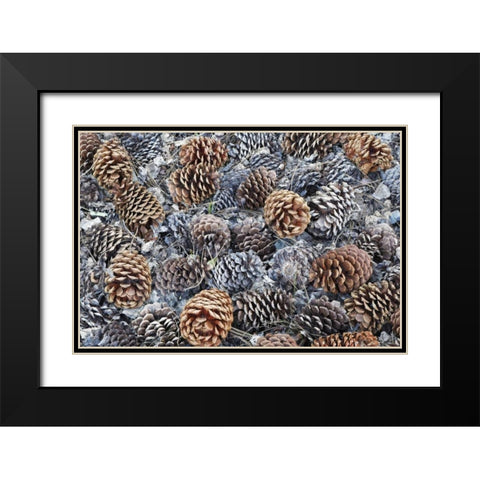 CA, Fallen Jeffrey pine cones in Sierra Nevada Black Modern Wood Framed Art Print with Double Matting by Flaherty, Dennis