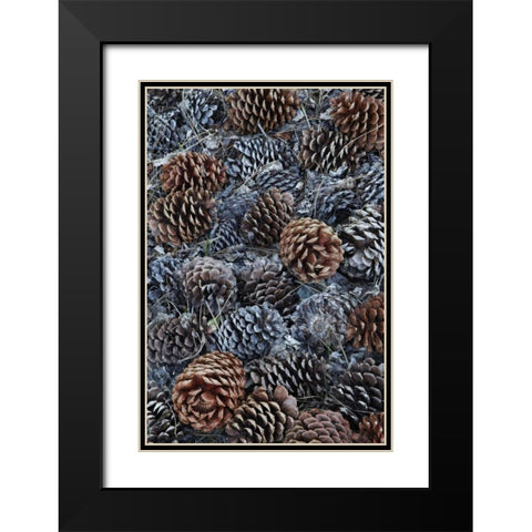 CA, Fallen Jeffrey pine cones in Sierra Nevada Black Modern Wood Framed Art Print with Double Matting by Flaherty, Dennis