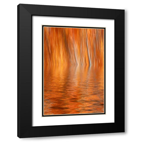 CA, Grant Lake Abstract of autumn aspen trees Black Modern Wood Framed Art Print with Double Matting by Flaherty, Dennis