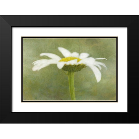 California Daisy with a textured background Black Modern Wood Framed Art Print with Double Matting by Flaherty, Dennis
