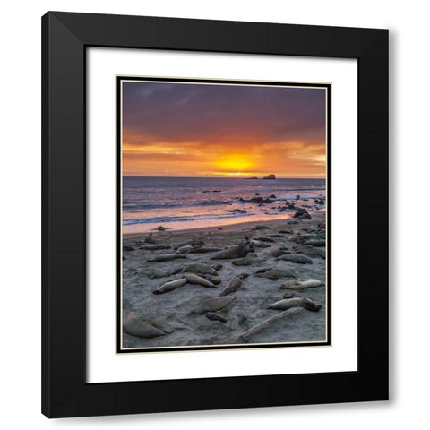 CA, Piedras Blancas Elephant seals on beach Black Modern Wood Framed Art Print with Double Matting by Illg, Cathy and Gordon