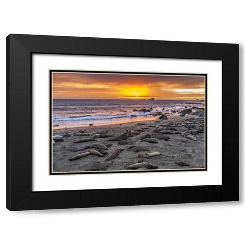 CA, Piedras Blancas Elephant seals on beach Black Modern Wood Framed Art Print with Double Matting by Illg, Cathy and Gordon