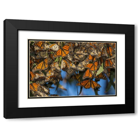 California Monarch butterflies on leaves Black Modern Wood Framed Art Print with Double Matting by Illg, Cathy and Gordon