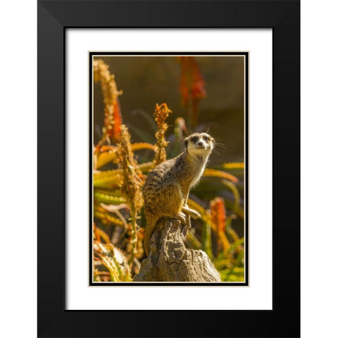 USA, California, Santa Barbara Meerkat on stump Black Modern Wood Framed Art Print with Double Matting by Illg, Cathy and Gordon