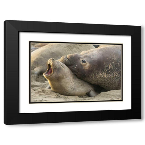 CA Male elephant seal gives love bite to female Black Modern Wood Framed Art Print with Double Matting by Illg, Cathy and Gordon