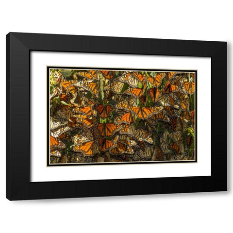 California Monarch butterflies on leaves Black Modern Wood Framed Art Print with Double Matting by Illg, Cathy and Gordon