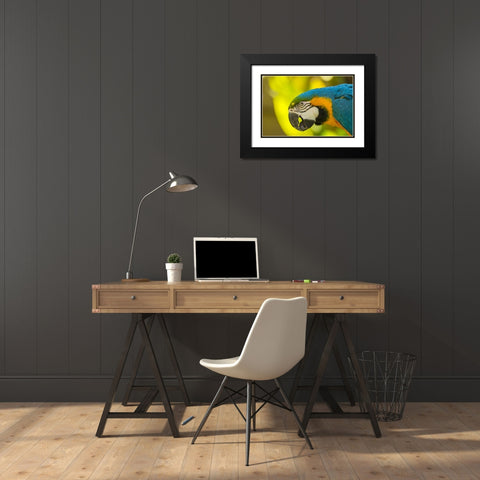 California, Santa Barbara Profile of macaw Black Modern Wood Framed Art Print with Double Matting by Illg, Cathy and Gordon