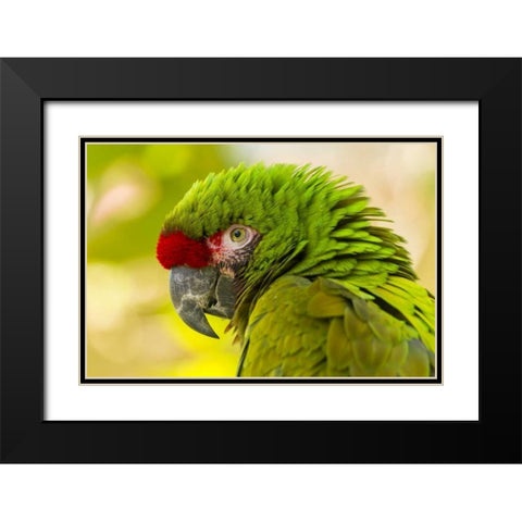 California, Santa Barbara Profile of macaw Black Modern Wood Framed Art Print with Double Matting by Illg, Cathy and Gordon