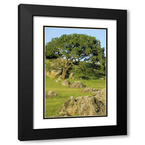 USA, California California oak tree scenic Black Modern Wood Framed Art Print with Double Matting by Bush, Marie