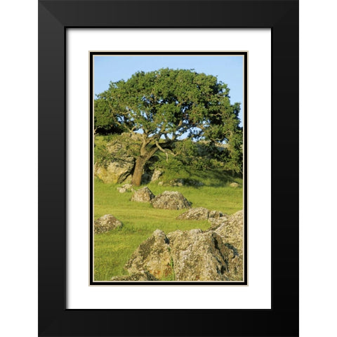 USA, California California oak tree scenic Black Modern Wood Framed Art Print with Double Matting by Bush, Marie