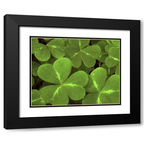 USA, California, Muir Woods Close-up of clover Black Modern Wood Framed Art Print with Double Matting by Bush, Marie