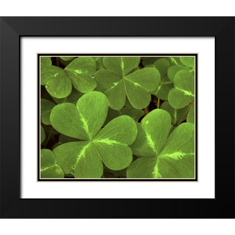 USA, California, Muir Woods Close-up of clover Black Modern Wood Framed Art Print with Double Matting by Bush, Marie