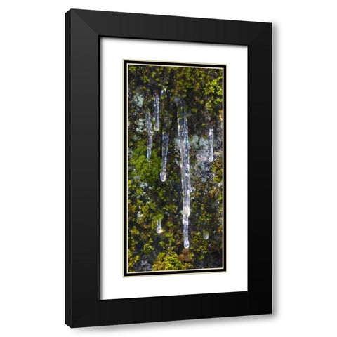 USA, California, Yosemite NP Icicles on moss Black Modern Wood Framed Art Print with Double Matting by Bush, Marie