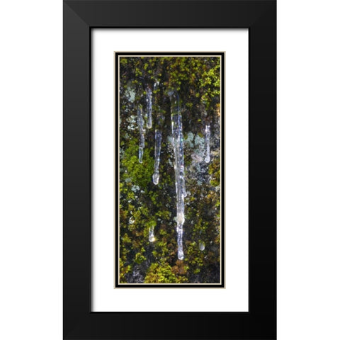 USA, California, Yosemite NP Icicles on moss Black Modern Wood Framed Art Print with Double Matting by Bush, Marie