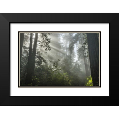 California Fog in Ladybird Johnson Grove Black Modern Wood Framed Art Print with Double Matting by Illg, Cathy and Gordon