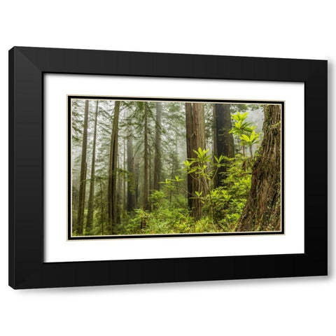 USA, California, Redwoods NP Foggy forest Black Modern Wood Framed Art Print with Double Matting by Illg, Cathy and Gordon