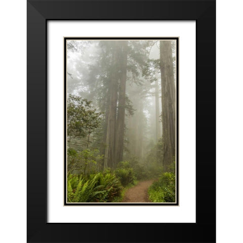 CA, Redwoods NP Trail through redwood trees Black Modern Wood Framed Art Print with Double Matting by Illg, Cathy and Gordon