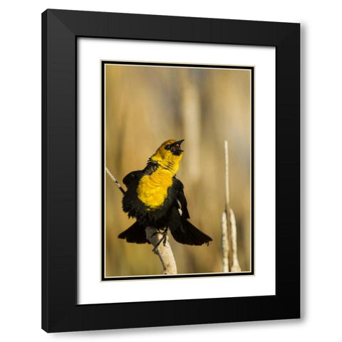 CA, Tule Lake NWR Yellow-headed blackbird Black Modern Wood Framed Art Print with Double Matting by Illg, Cathy and Gordon