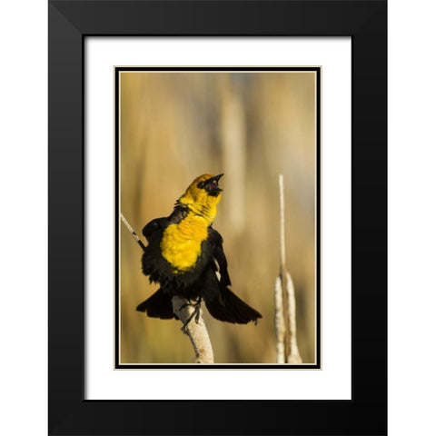 CA, Tule Lake NWR Yellow-headed blackbird Black Modern Wood Framed Art Print with Double Matting by Illg, Cathy and Gordon
