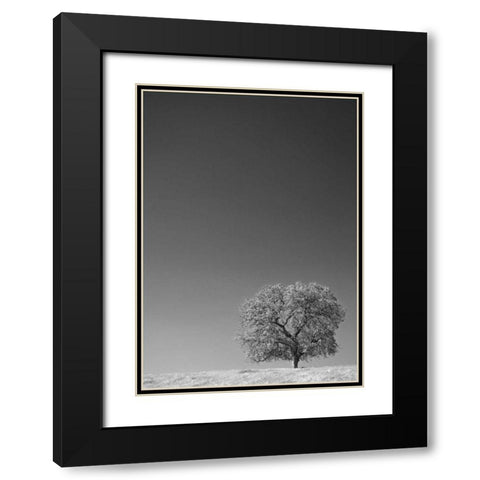 CA, Lone oak tree in the Sierra Nevada foothills Black Modern Wood Framed Art Print with Double Matting by Flaherty, Dennis