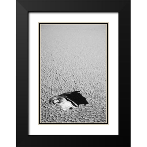 California, Death Valley NP Weathered cow skull Black Modern Wood Framed Art Print with Double Matting by Flaherty, Dennis