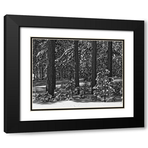 California, Sierra Nevada Forest in winter Black Modern Wood Framed Art Print with Double Matting by Flaherty, Dennis