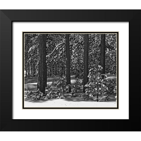 California, Sierra Nevada Forest in winter Black Modern Wood Framed Art Print with Double Matting by Flaherty, Dennis