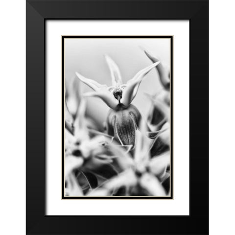 California, Owens Valley Showy milkweed Black Modern Wood Framed Art Print with Double Matting by Flaherty, Dennis