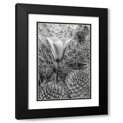 CA, Death Valley NP Mariposa tulip amid cacti Black Modern Wood Framed Art Print with Double Matting by Flaherty, Dennis