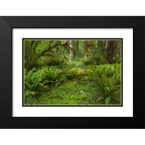CA, Redwoods NP Ferns and mossy trees in forest Black Modern Wood Framed Art Print with Double Matting by Illg, Cathy and Gordon