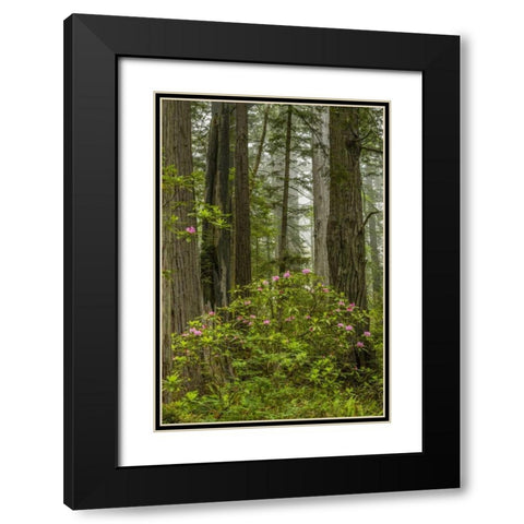 California, Redwoods NP Rhododendrons in forest Black Modern Wood Framed Art Print with Double Matting by Illg, Cathy and Gordon