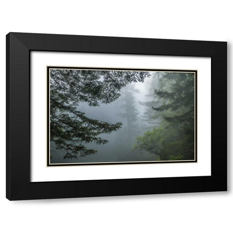 California Fog in Ladybird Johnson Grove Black Modern Wood Framed Art Print with Double Matting by Illg, Cathy and Gordon
