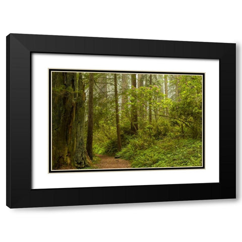 California, Redwoods NP Trail through forest Black Modern Wood Framed Art Print with Double Matting by Illg, Cathy and Gordon