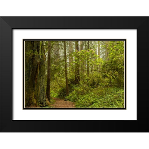 California, Redwoods NP Trail through forest Black Modern Wood Framed Art Print with Double Matting by Illg, Cathy and Gordon