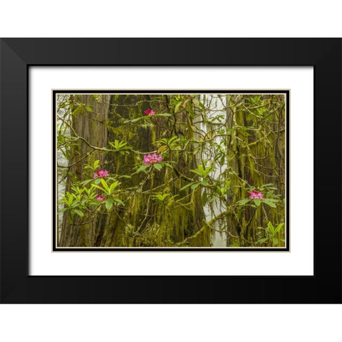 California, Redwoods NP Fog and rhododendrons Black Modern Wood Framed Art Print with Double Matting by Illg, Cathy and Gordon