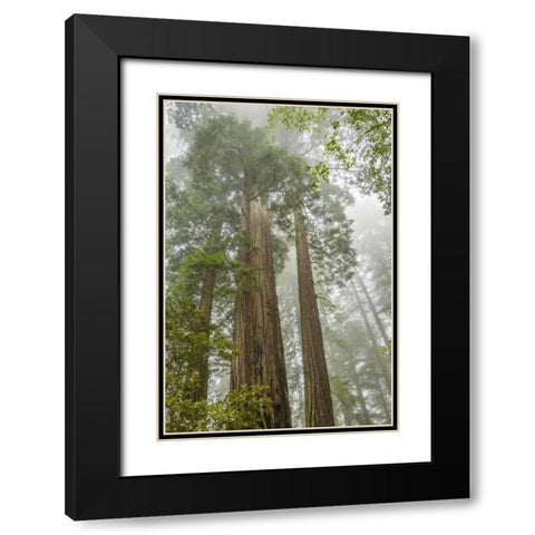 California, Redwoods NP Redwood trees and fog Black Modern Wood Framed Art Print with Double Matting by Illg, Cathy and Gordon