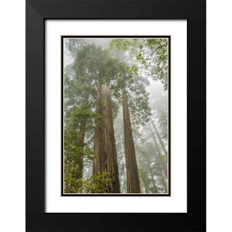 California, Redwoods NP Redwood trees and fog Black Modern Wood Framed Art Print with Double Matting by Illg, Cathy and Gordon