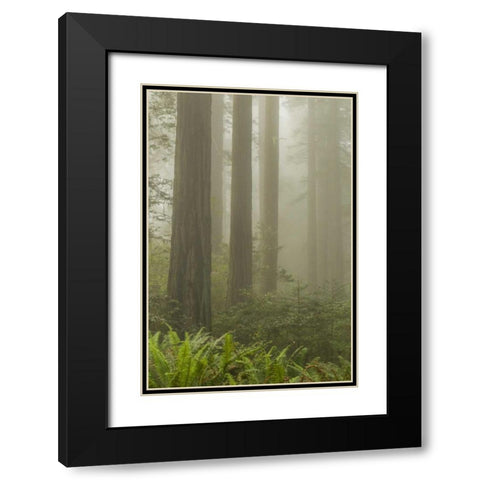 California, Redwoods NP Redwood trees and fog Black Modern Wood Framed Art Print with Double Matting by Illg, Cathy and Gordon