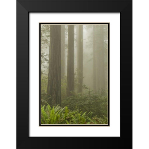 California, Redwoods NP Redwood trees and fog Black Modern Wood Framed Art Print with Double Matting by Illg, Cathy and Gordon